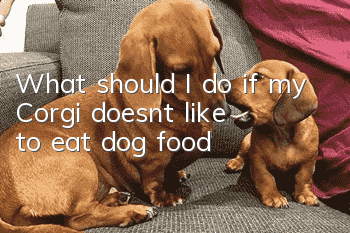 What should I do if my Corgi doesn’t like to eat dog food?