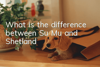 What is the difference between Su Mu and Shetland?