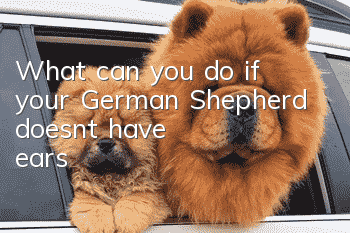 What can you do if your German Shepherd doesn't have ears?