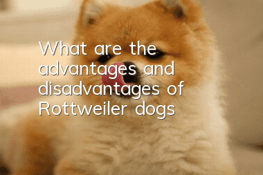 What are the advantages and disadvantages of Rottweiler dogs