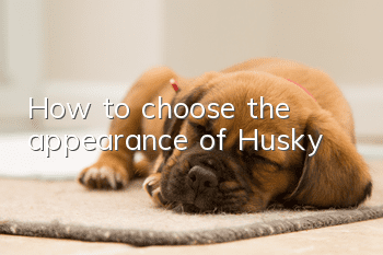 How to choose the appearance of Husky