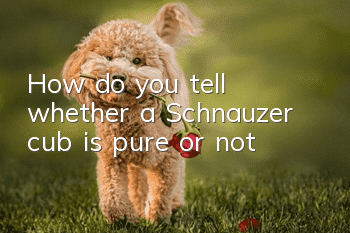 How do you tell whether a Schnauzer cub is pure or not?