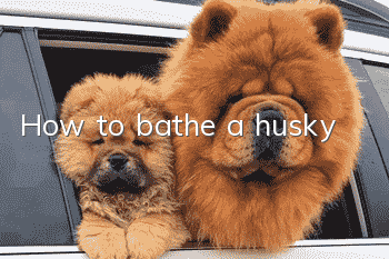 How to bathe a husky