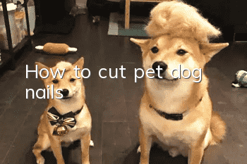 How to cut pet dog nails