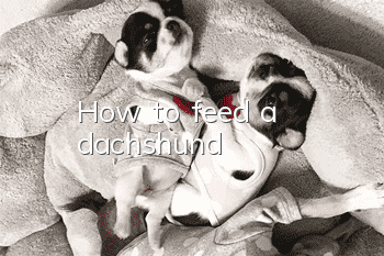 How to feed a dachshund
