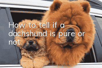 How to tell if a dachshund is pure or not?
