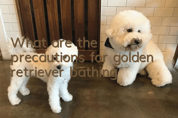 What are the precautions for golden retriever bathing?