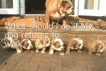 What should I do if my dog refuses to walk?