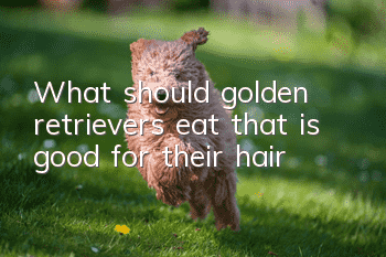 What should golden retrievers eat that is good for their hair?