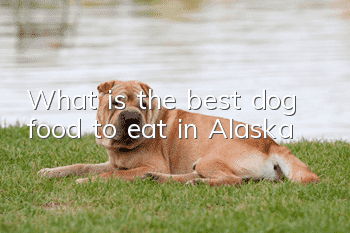 What is the best dog food to eat in Alaska?
