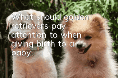What should golden retrievers pay attention to when giving birth to a baby?
