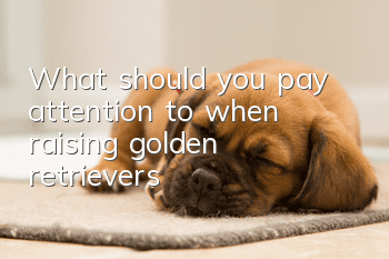 What should you pay attention to when raising golden retrievers?