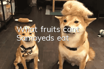 What fruits can’t Samoyeds eat?