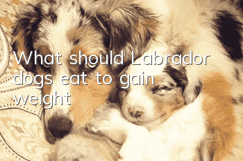 What should Labrador dogs eat to gain weight?