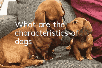 What are the characteristics of dogs?