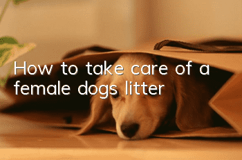 How to take care of a female dog’s litter