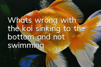 What's wrong with the koi sinking to the bottom and not swimming?