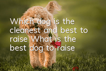 Which dog is the cleanest and best to raise? What is the best dog to raise?