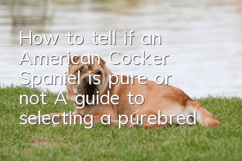 How to tell if an American Cocker Spaniel is pure or not? A guide to selecting a purebred American Cocker Spaniel.