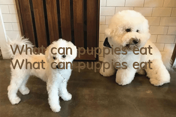 What can puppies eat What can puppies eat