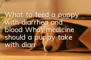 What to feed a puppy with diarrhea and blood? What medicine should a puppy take with diarrhea and blood?