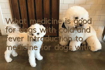 What medicine is good for dogs with cold and fever? Introduction to medicine for dogs with cold and fever.