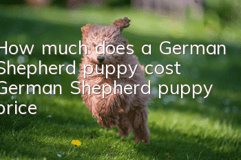 How much does a German Shepherd puppy cost? German Shepherd puppy price