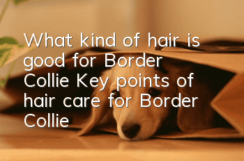 What kind of hair is good for Border Collie? Key points of hair care for Border Collie