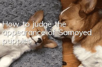 How to judge the appearance of Samoyed puppies