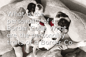 What is the personality of a Border Collie? What are the personality traits of a Border Collie?
