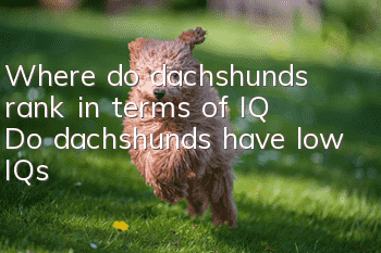 Where do dachshunds rank in terms of IQ? Do dachshunds have low IQs?