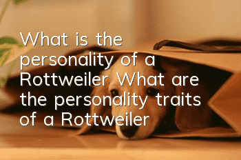 What is the personality of a Rottweiler? What are the personality traits of a Rottweiler?