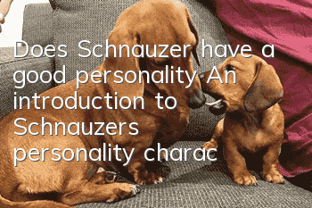 Does Schnauzer have a good personality? An introduction to Schnauzer’s personality characteristics