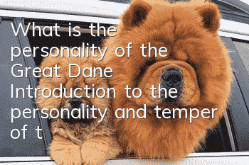 What is the personality of the Great Dane? Introduction to the personality and temper of the Great Dane
