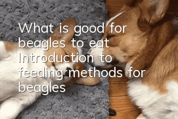What is good for beagles to eat? Introduction to feeding methods for beagles