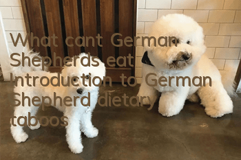 What can’t German Shepherds eat? Introduction to German Shepherd dietary taboos