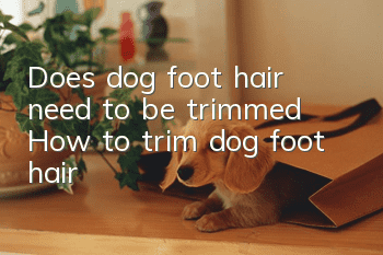 Does dog foot hair need to be trimmed? How to trim dog foot hair?