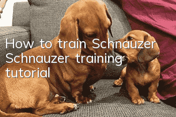 How to train Schnauzer Schnauzer training tutorial