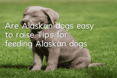 Are Alaskan dogs easy to raise? Tips for feeding Alaskan dogs