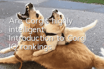 Are Corgis highly intelligent? Introduction to Corgi IQ rankings