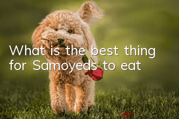 What is the best thing for Samoyeds to eat?