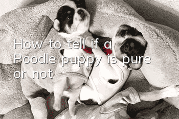 How to tell if a Poodle puppy is pure or not?
