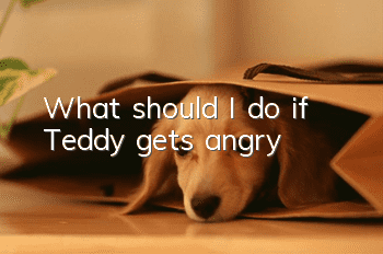 What should I do if Teddy gets angry?