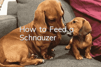 How to Feed a Schnauzer