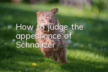 How to judge the appearance of Schnauzer