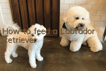 How to feed a Labrador Retriever