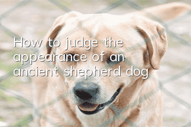 How to judge the appearance of an ancient shepherd dog
