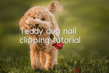 Teddy dog ​​nail clipping tutorial
