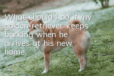 What should I do if my golden retriever keeps barking when he arrives at his new home?