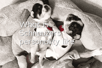 What is Schnauzer's personality like?